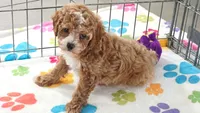 Lilly, a female Cavapoo and Poodle - Toy  for sale in Tucson, AZ – 6 of 10