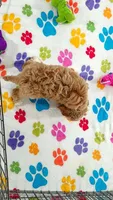 Dixie, a female Cavapoo and Poodle - Toy  for sale in Tucson, AZ – 6 of 9