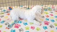 Tyson, a male Maltipoo for sale in Tucson, AZ – 5 of 10