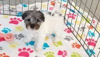 Hunter, a male Havapoo for sale in Tucson, AZ – 9 of 10