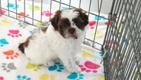 Ella, a female Shih Tzu and Poodle - Toy  for sale in Tucson, AZ – 3 of 10