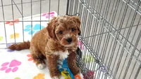 George, a male Cavapoo and Poodle - Toy  for sale in Tucson, AZ – 10 of 10