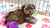 Bruce, a male Yorkshire Terrier for sale in Tucson, AZ – 5 of 10