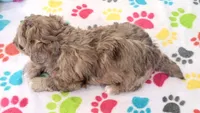 Duke, a male Shih Tzu and Poodle - Toy  for sale in Tucson, AZ – 3 of 9