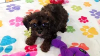 Rudy, a male Cavapoo and Poodle - Toy  for sale in Tucson, AZ – 2 of 9