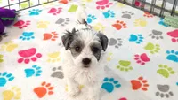 Maya, a female Havapoo for sale in Tucson, AZ – 10 of 10