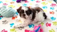 Ella, a female Shih Tzu and Poodle - Toy  for sale in Tucson, AZ – 4 of 10
