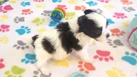 Ace, a male Maltese and Papillon for sale in Tucson, AZ – 5 of 9