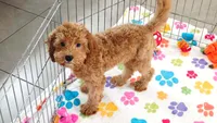 Otis, a male Cavapoo and Poodle - Miniature  for sale in Tucson, AZ – 6 of 10