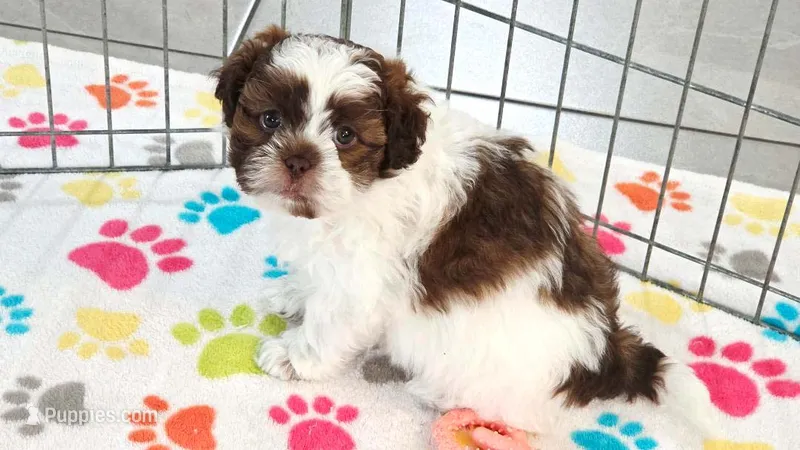 Ella – Shih Tzu, Poodle - Toy  puppy for sale in Tucson, AZ
