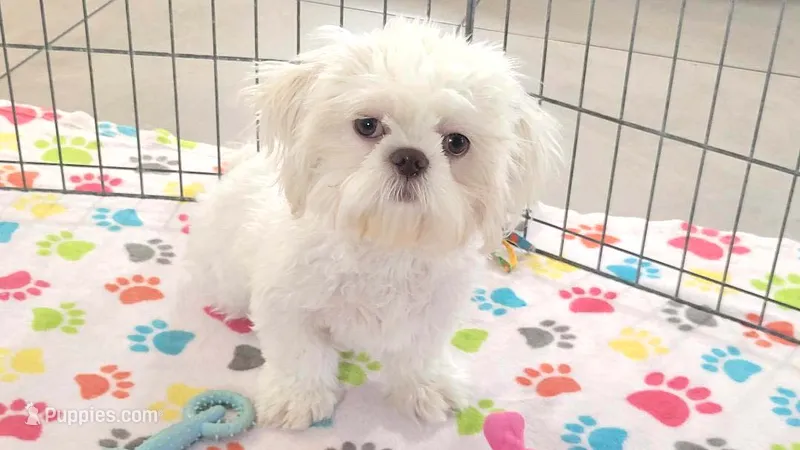 Jackson – Shih Tzu puppy for sale in Tucson, AZ