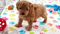 Frankie, a male Cavapoo and Poodle - Miniature  for sale in Tucson, AZ – 8 of 10