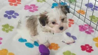 Bandit, a male Maltese and Papillon for sale in Tucson, AZ – 2 of 10