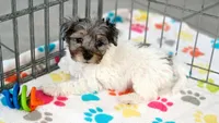 Hunter, a male Havapoo for sale in Tucson, AZ – 10 of 10
