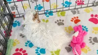 Hank, a male Cavapoo and Poodle - Toy  for sale in Tucson, AZ – 4 of 10