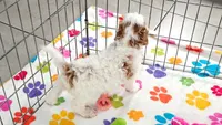 Jack, a male Cavapoo and Poodle - Toy  for sale in Tucson, AZ – 7 of 10