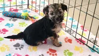 Billy, a male Morkie for sale in Tucson, AZ – Photo 3 of 9