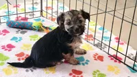 Billy, a male Morkie for sale in Tucson, AZ – Photo 8 of 9