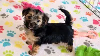 Billy, a male Morkie for sale in Tucson, AZ – Photo 1 of 9