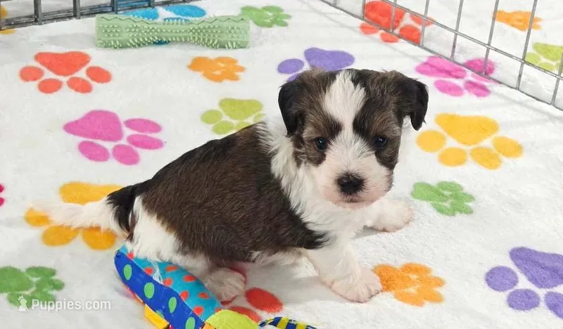 Jackson – Havashire puppy for sale in Tucson, AZ