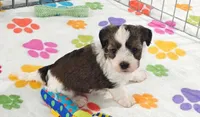 Jackson, a male Havashire for sale in Tucson, AZ – 1 of 10