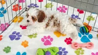 Jack, a male Cavapoo and Poodle - Toy  for sale in Tucson, AZ – 2 of 10
