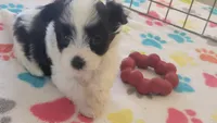 Dakota, a female Maltese and Papillon for sale in Tucson, AZ – 9 of 10