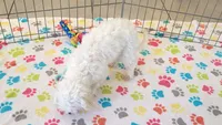Tyson, a male Maltipoo for sale in Tucson, AZ – 8 of 10
