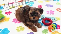 Bruce, a male Yorkshire Terrier for sale in Tucson, AZ – 9 of 10