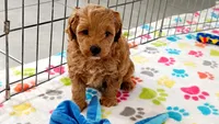 Frankie, a male Cavapoo and Poodle - Miniature  for sale in Tucson, AZ – 7 of 10