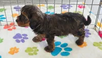 Alex, a male Cavapoo and Poodle - Toy  for sale in Tucson, AZ – 5 of 10