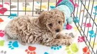 Maddie, a female Cavapoo and Poodle - Toy  for sale in Tucson, AZ – 3 of 10