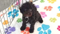 Dexter, a male Cockapoo and Poodle - Toy  for sale in Tucson, AZ – 4 of 9