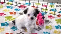 Penny, a female Havapoo for sale in Tucson, AZ – 2 of 10