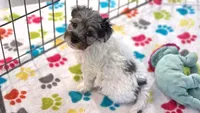 Hunter, a male Havapoo for sale in Tucson, AZ – 6 of 10