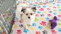 Sadie, a female Maltese and Papillon for sale in Tucson, AZ – Photo 1 of 10