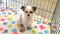 Sadie, a female Maltese and Papillon for sale in Tucson, AZ – Photo 5 of 10
