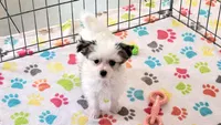 Sadie, a female Maltese and Papillon for sale in Tucson, AZ – Photo 10 of 10