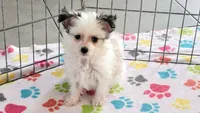 Sadie, a female Maltese and Papillon for sale in Tucson, AZ – Photo 2 of 10