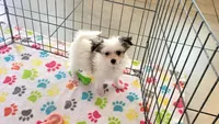 Sadie, a female Maltese and Papillon for sale in Tucson, AZ – Photo 3 of 10