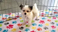 Sadie, a female Maltese and Papillon for sale in Tucson, AZ – Photo 4 of 10