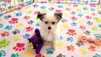 Sadie, a female Maltese and Papillon for sale in Tucson, AZ – Photo 7 of 10