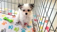 Sadie, a female Maltese and Papillon for sale in Tucson, AZ – Photo 6 of 10