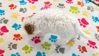 Gracie, a female Cavapoo and Poodle - Toy  for sale in Tucson, AZ – 10 of 10