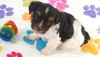 Piper, a female Havashire for sale in Tucson, AZ – 5 of 9