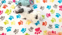 Maya, a female Havapoo for sale in Tucson, AZ – 9 of 10