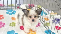 Dakota, a female Maltese and Papillon for sale in Tucson, AZ – 8 of 10