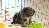 Willow, a female Cavapoo and Poodle - Toy  for sale in Tucson, AZ – 6 of 10