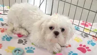 Jackson, a male Shih Tzu for sale in Tucson, AZ – 2 of 10
