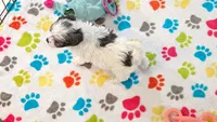 Maya, a female Havapoo for sale in Tucson, AZ – 8 of 10